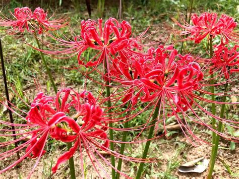 曼陀羅華 曼珠沙華|冥界之中的彼岸花：曼珠沙華與曼陀羅華